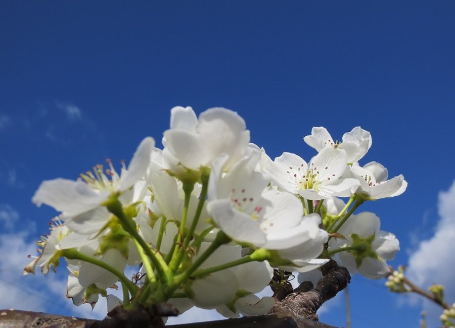 果樹の花