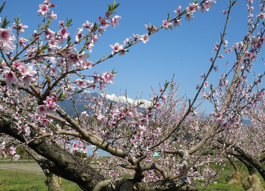 果樹園の花